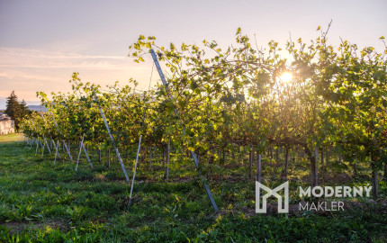 Na predaj jedinečné Tokajské vinice v najvýznamnejšej vinohradníckej oblasti