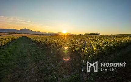 Na predaj jedinečné Tokajské vinice v najvýznamnejšej vinohradníckej oblasti