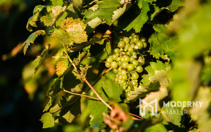 Na predaj jedinečné Tokajské vinice v najvýznamnejšej vinohradníckej oblasti