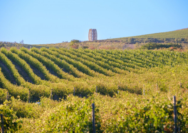 Na predaj jedinečné Tokajské vinice v najvýznamnejšej vinohradníckej oblasti