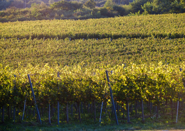 Na predaj jedinečné Tokajské vinice v najvýznamnejšej vinohradníckej oblasti