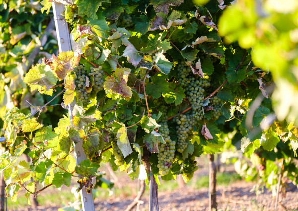 Na predaj jedinečné Tokajské vinice v najvýznamnejšej vinohradníckej oblasti