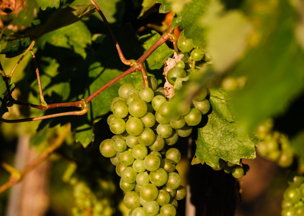 Na predaj jedinečné Tokajské vinice v najvýznamnejšej vinohradníckej oblasti