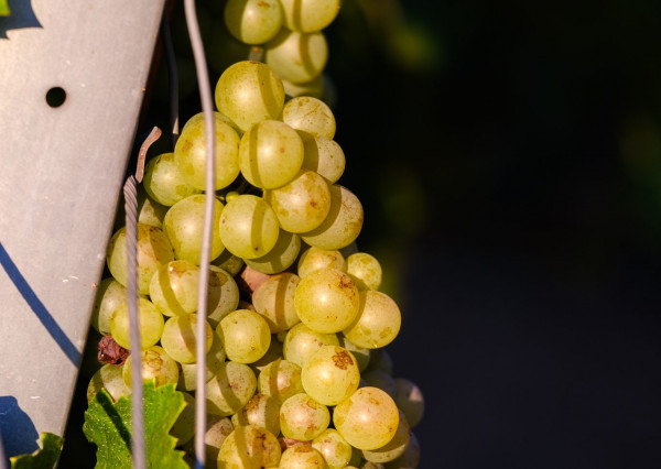Na predaj jedinečné Tokajské vinice v najvýznamnejšej vinohradníckej oblasti