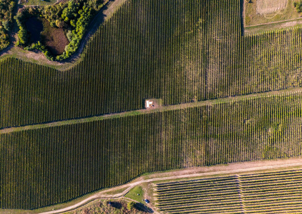 Na predaj jedinečné Tokajské vinice v najvýznamnejšej vinohradníckej oblasti
