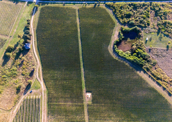 Na predaj jedinečné Tokajské vinice v najvýznamnejšej vinohradníckej oblasti