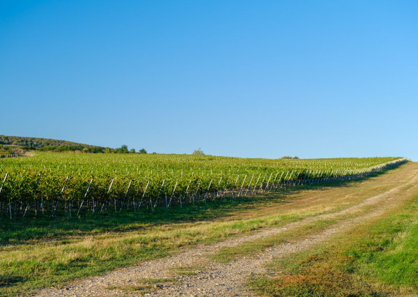 Na predaj jedinečné Tokajské vinice v najvýznamnejšej vinohradníckej oblasti