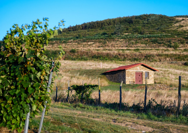 Na predaj jedinečné Tokajské vinice v najvýznamnejšej vinohradníckej oblasti