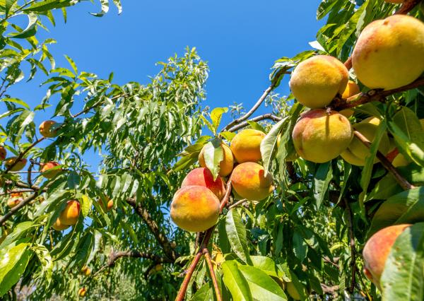 Na predaj dvojgeneračný rodinný dom s bazénom v Gabčíkove