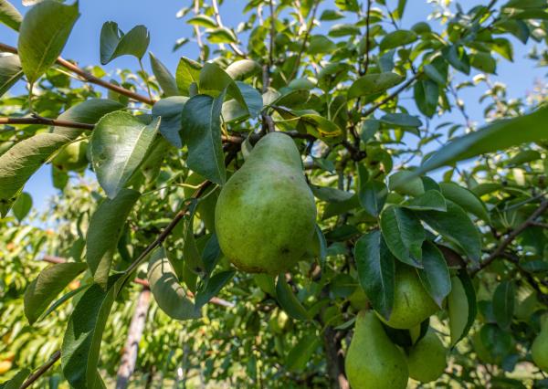 Na predaj dvojgeneračný rodinný dom s bazénom v Gabčíkove