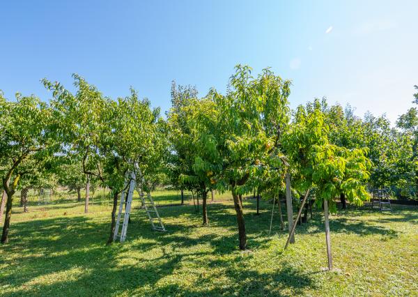 Na predaj dvojgeneračný rodinný dom s bazénom v Gabčíkove