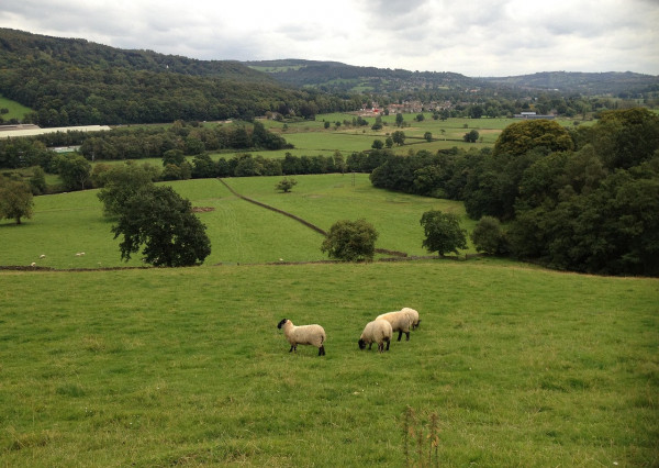 Na predaj pozemok v záhradkárskej oblasti v Košiciach - Šaca