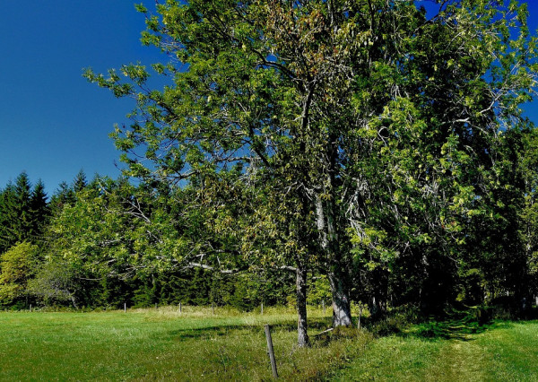 Na predaj pozemok v záhradkárskej oblasti v Košiciach - Šaca