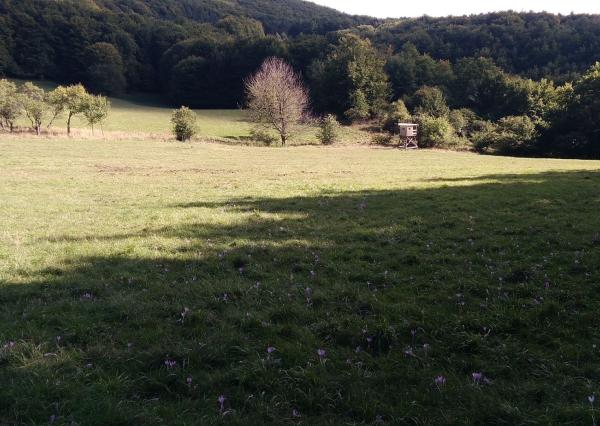 Exkluzívna ponuka Pozemkov (lesy, pasienky, lúky) v k.ú. Šípkov, okr. Bánovce n/B
