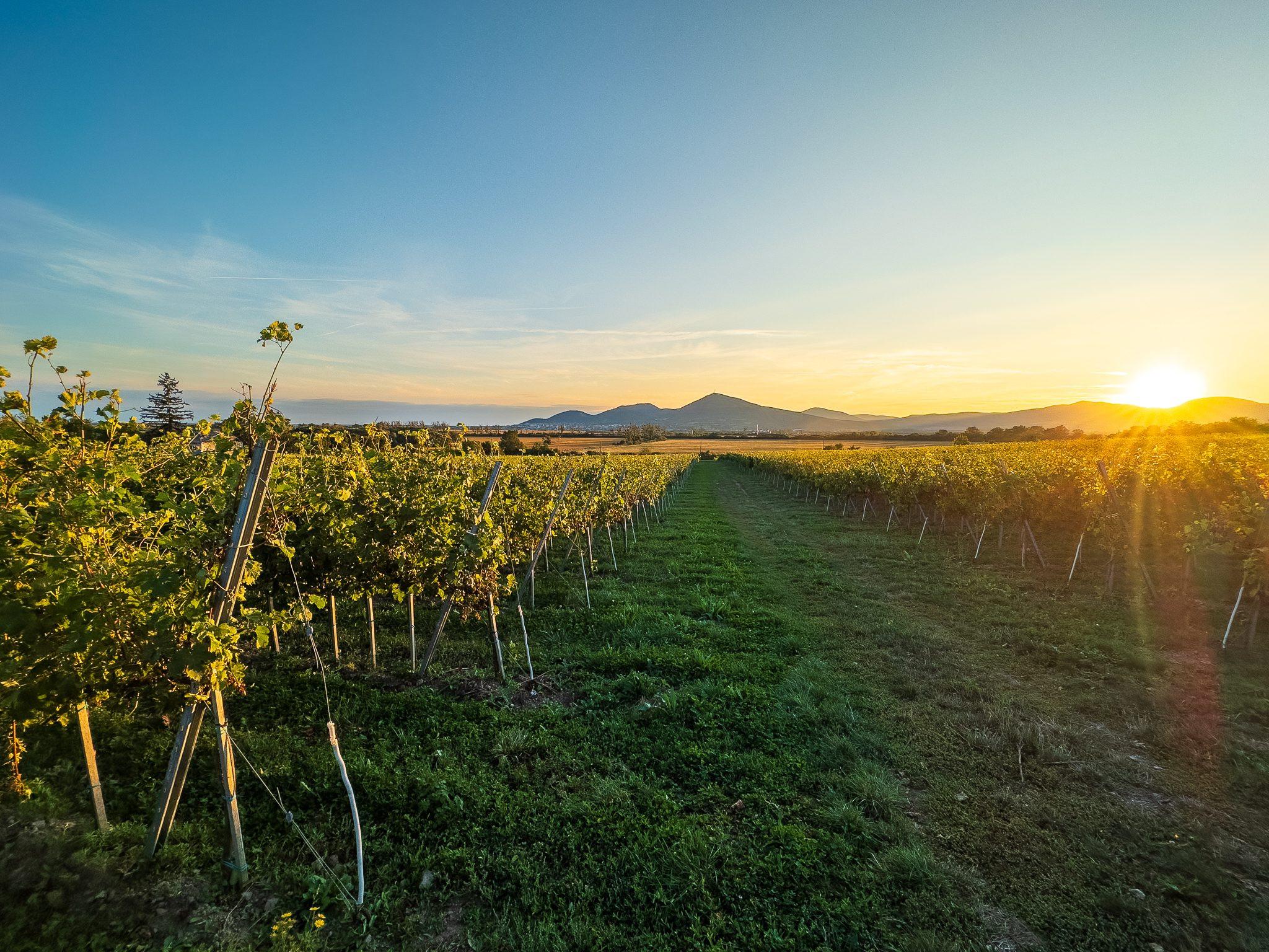 Na predaj jedinečné Tokajské vinice v najvýznamnejšej vinohradníckej oblasti